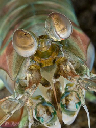 Pastel coloured Mantis Shrimp.  Lembeh Strait, Sulawesi. ... by Ross Gudgeon 